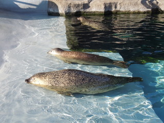 惰性のアザラシ