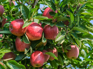Ripe Red Delicious apples on a tree on a sunny day. Apple trees with ripe fruits in the garden in Spain. Traditional collecting handmade organic apples. Ripe fruits in orchard ready for harvesting.