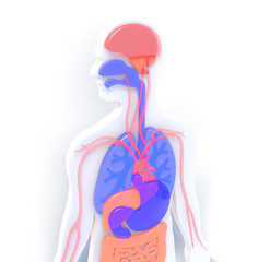 Flat 3D illustration of white human body showing internal organs with striking colors. With shadow on white background.