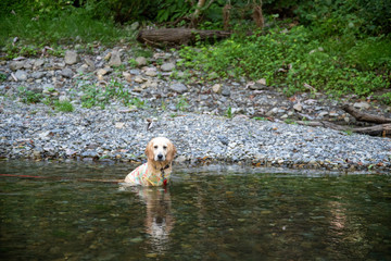 コテージ森林村_ゴールデンレトニエル