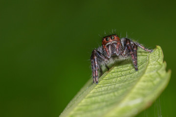 spider on a leaf