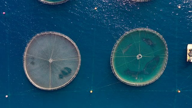 Luftaufnahme einer Fischfarm mit zahlreichen Fischen in den runden Netzen, &Auml;g&auml;is, Griechenland