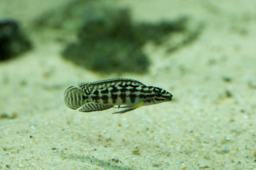 The masked julie (Julidochromis transcriptus).