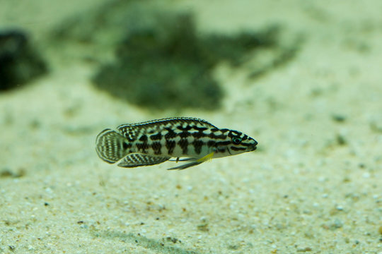 The masked julie (Julidochromis transcriptus).