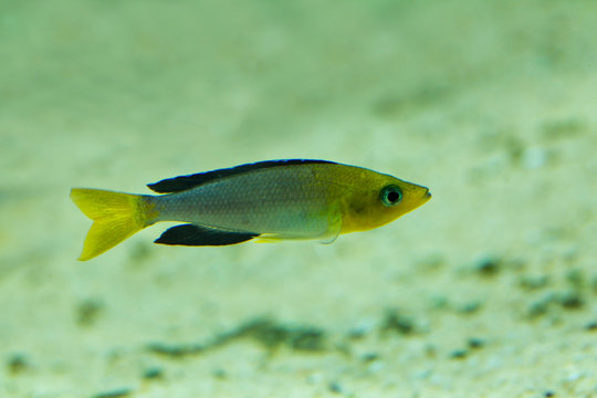 The Yellowhead Blackfin (Cyprichromis leptosoma).