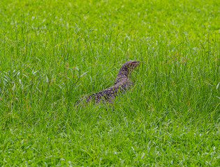 Big lizard on the grass field
