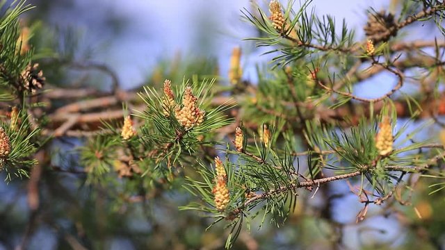Christmas tree, Pine tree branch , Close up of conifer cone blowing in wind. Close - up of young spruce branches