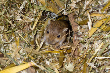 Mongolische Wüstenrennmaus (Meriones), Haustierhaltung