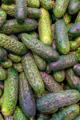 A plenty of green cucumber, green background. taken at the store, fresh harvest, healthy vegetables. vertical frame