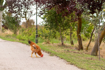 Naklejka premium Pollo buscando comida