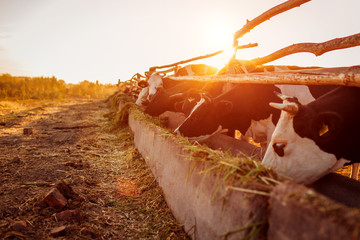 Cows grazing on farm yard at sunset. Cattle eating and walking outdoors.