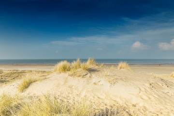Fototapeta na wymiar Sunrise in dune landscape Dutch North Sea coast with view to the sea over the top of sand dune with beach grass against a deep blue sky with clouds veil