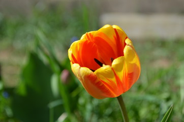 Obraz premium red tulips in the garden