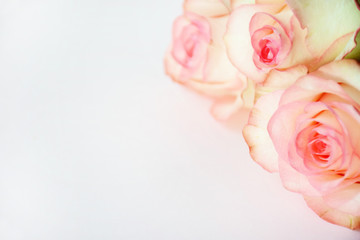 Flower frame with fresh light coral roses on white background with copy space, flat lay. Flowers background.