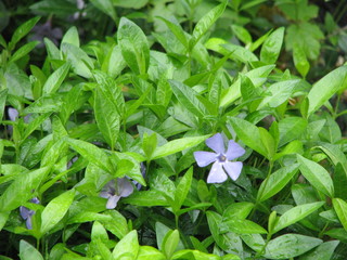  Drops of morning dew on a periwinkle