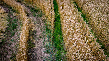 wheat ears field aerial shot