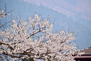 淡墨桜