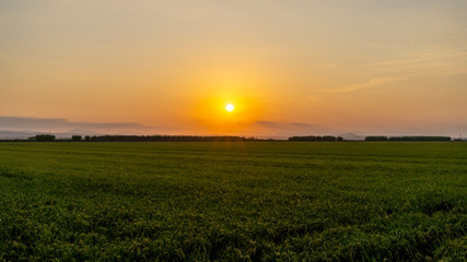 Fototapeta na wymiar Sunset in a rice field of the 