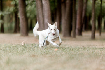 Naklejka na ściany i meble White Husky dog on a walk. Dog running and playing outdoor. Happy dog