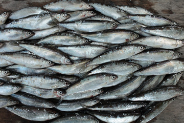 fish market pile small fish vendace, close to