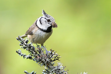 European crested tit, lophophanes cristatus, sitting on a lichen covered twig in summer. Tiny songbird perched with blurred green background in nature.