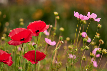 campo con flores rojas y rosadas