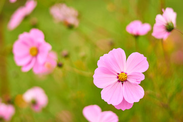 campo con varias flores rosadas