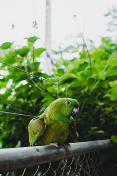 Una tipica lora de Costa Rica