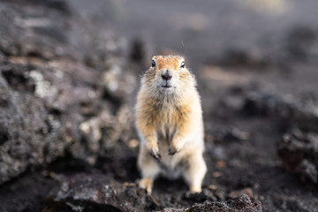 Cute funny gophers are looking into the camera