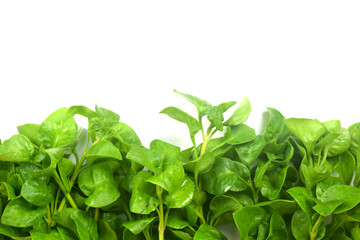 watercress with copyspace for text.