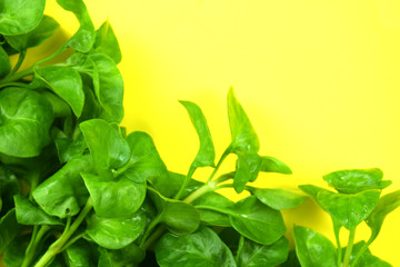 watercress with copyspace for text.