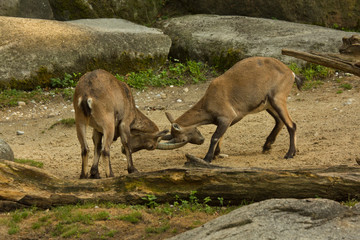 Steinbock. Alpine Ibex (Capra ibex).