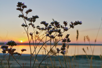 Sunset seen through meadow flowers.