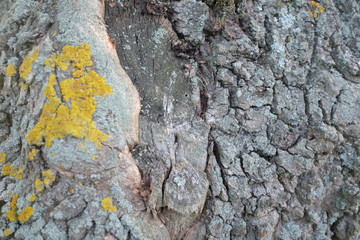 Nahaufnahme Baumrinde