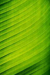 Banana leaf background