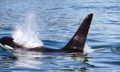 Obraz premium Killer Whale - (Orcinus Orca). Killer whale off the coast of Kamchatka, Russia