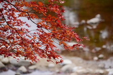 香嵐渓