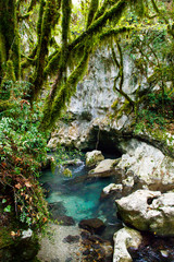 Moss garden in the natural reserve of Morigerati