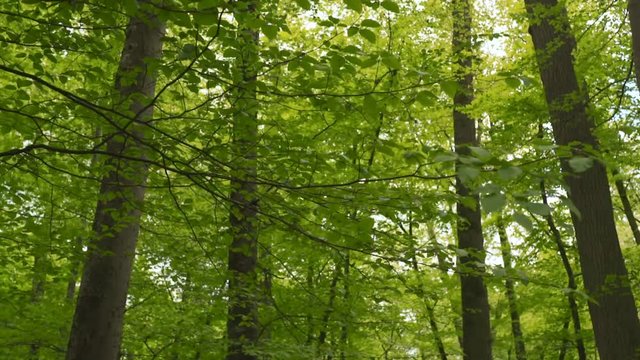 Slow iraveling forward in bright spring forest