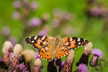 Close up image of colorful painted lady butterfly with wings open sitting on purple thistle growing in a meadow on a summer day. Blurry green background.