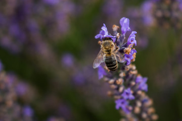 Bee on a lavender flower