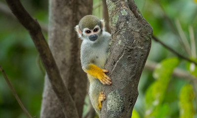 Naklejka na ściany i meble A squirrel monkey in its tree top habitat
