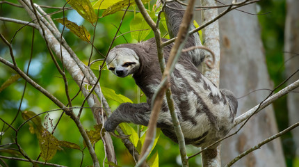 Brown-throated sloth (Bradypus variegatus) © prasitphoto