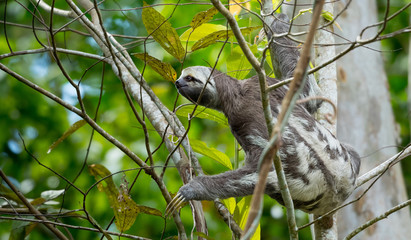Brown-throated sloth (Bradypus variegatus) © prasitphoto