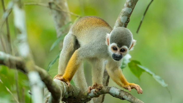 A squirrel monkey in its tree top habitat
