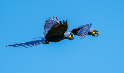 Hyacinth Macaws in Pantanal, Brazil © prasitphoto