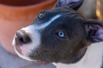 portrait of a dog