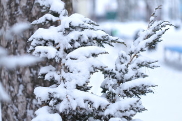 Winter nature background. Side view on the branches of a coniferous plant covered with white snow on a background of a tree trunk. Plants in a snowy park.