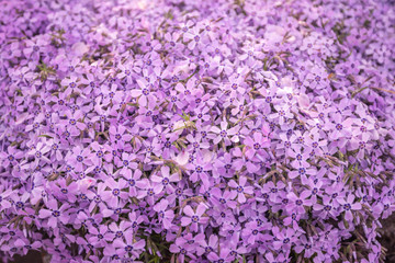 Obraz premium Spring background of small purple flowers