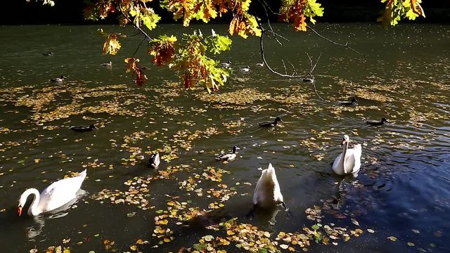 Ducks and swans swim in the autumn pond on a sunny day